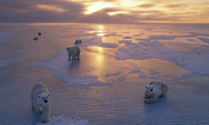 Polar-Bears-on-Ice-Pack-a-001
