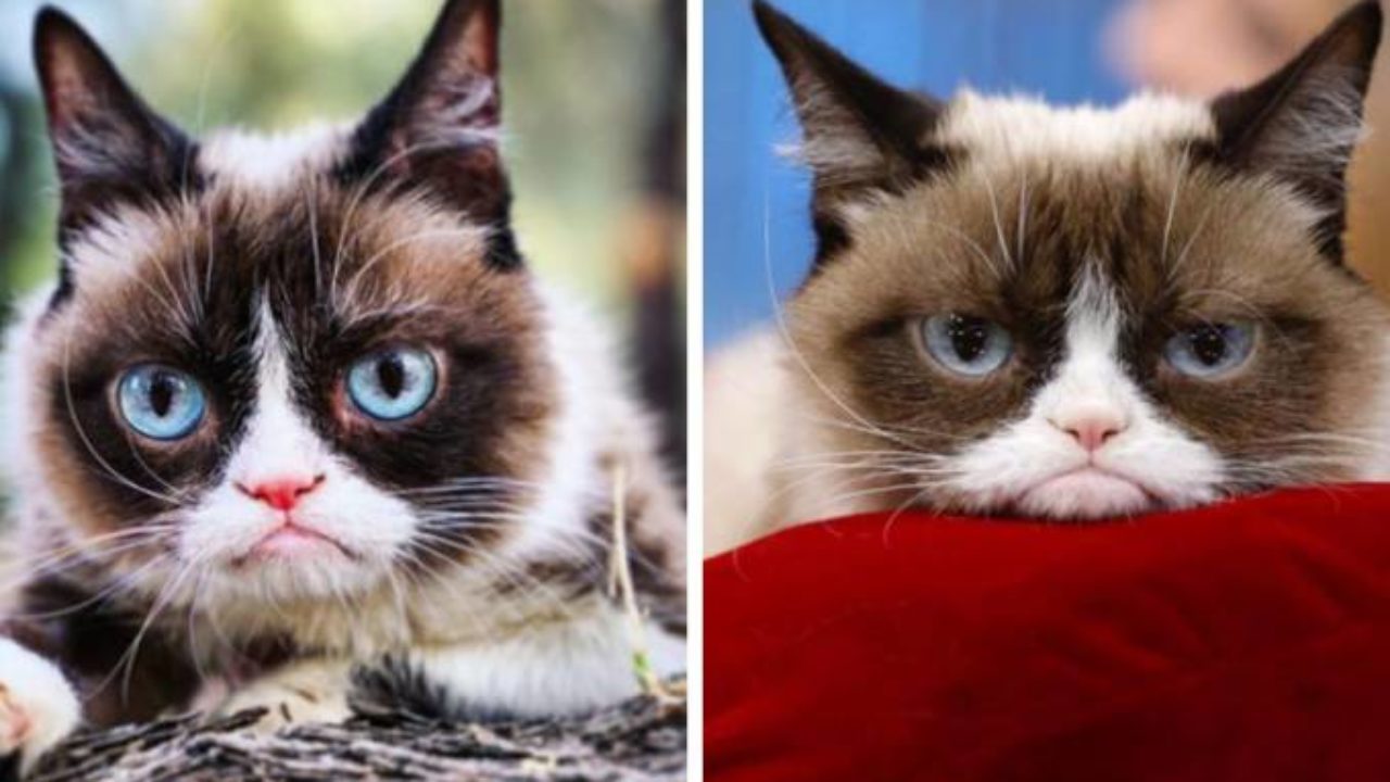 Gatos famosos – Bichanos que se tornaram fenômenos da internet